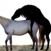 Как проходит спаривание лошадей, выбор и подготовка коней к вязке - рассматриваем досконально